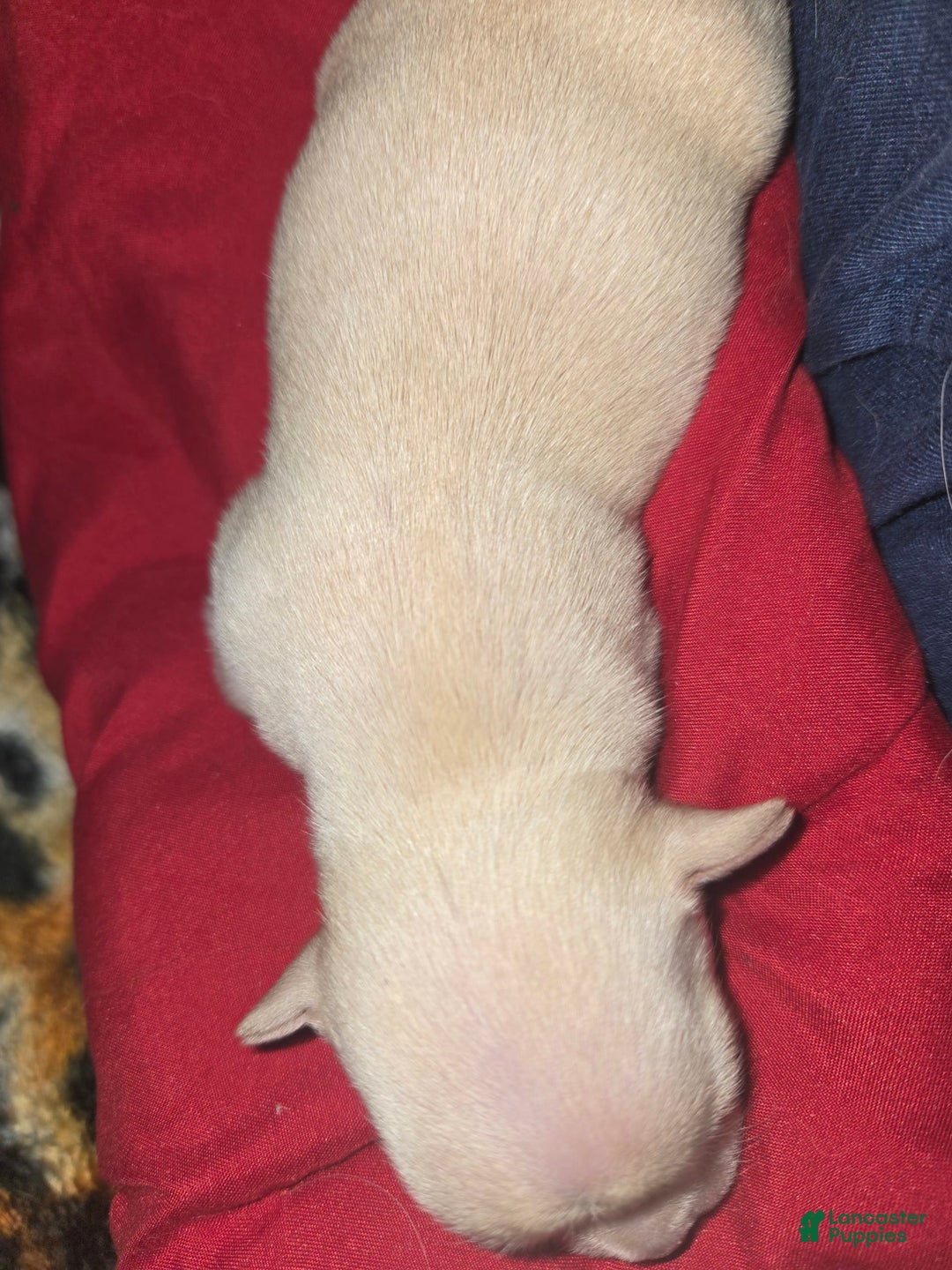 Chihuahua dogs for sale: Cream Girl - Image 2
