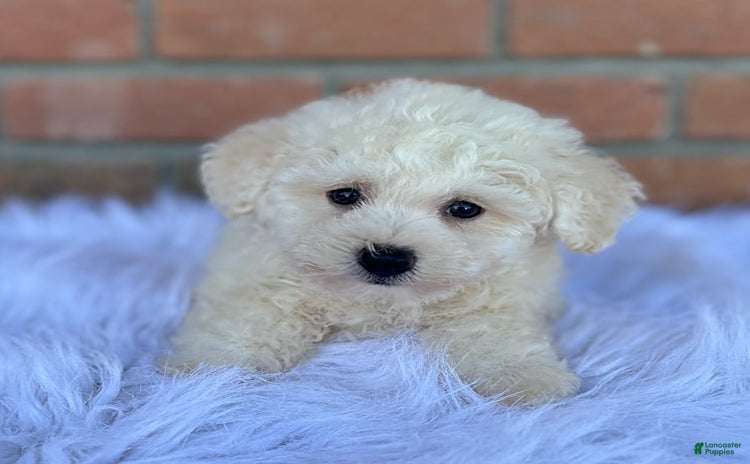 Bichpoo dogs - Advert 1