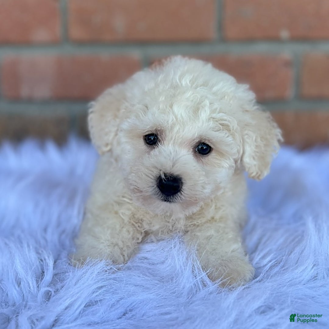 Bichpoo dogs for sale: Trump - Listing for pets: Trump - Image 1