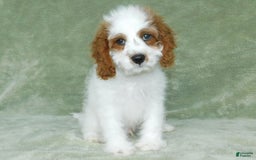 Cavapoo dogs for sale: Cleo - Image 5