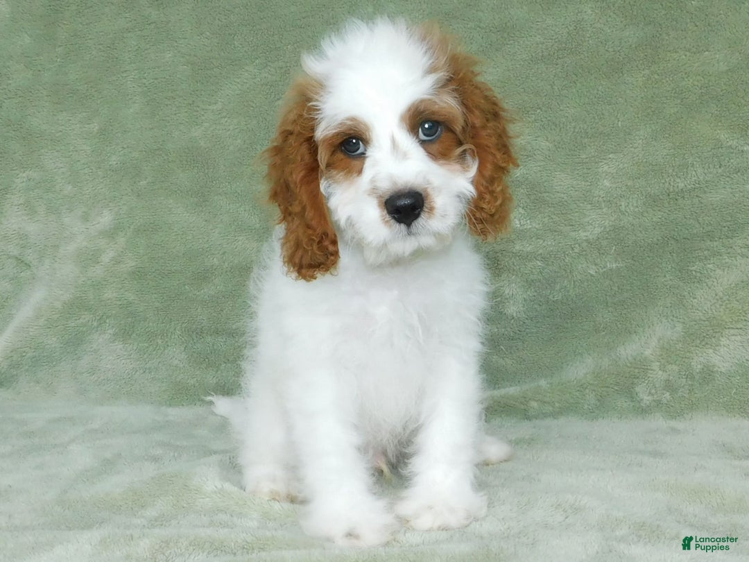 Cavapoo dogs for sale: Cleo - Image 5