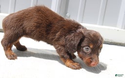 Dachshund dogs for sale: Anna Mini - Image 6