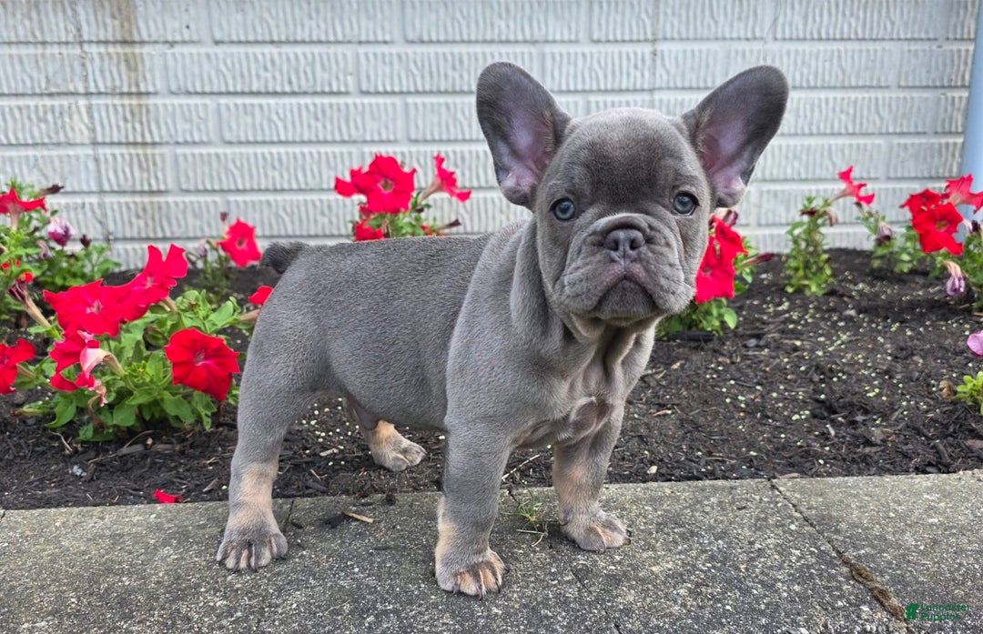 French Bulldog dogs for sale: Remi - Image 7