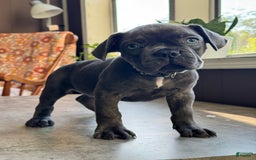 French Bulldog dogs for sale: Forest - Image 2