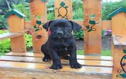 Cane Corso dogs for sale: Kelsey - Image 2