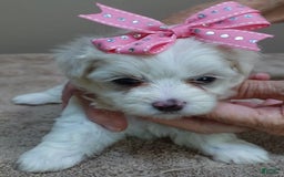 Maltese dogs for sale: Tessa - Image 12
