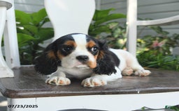 Cavalier King Charles Spaniel dogs for sale: Clapton - Image 2