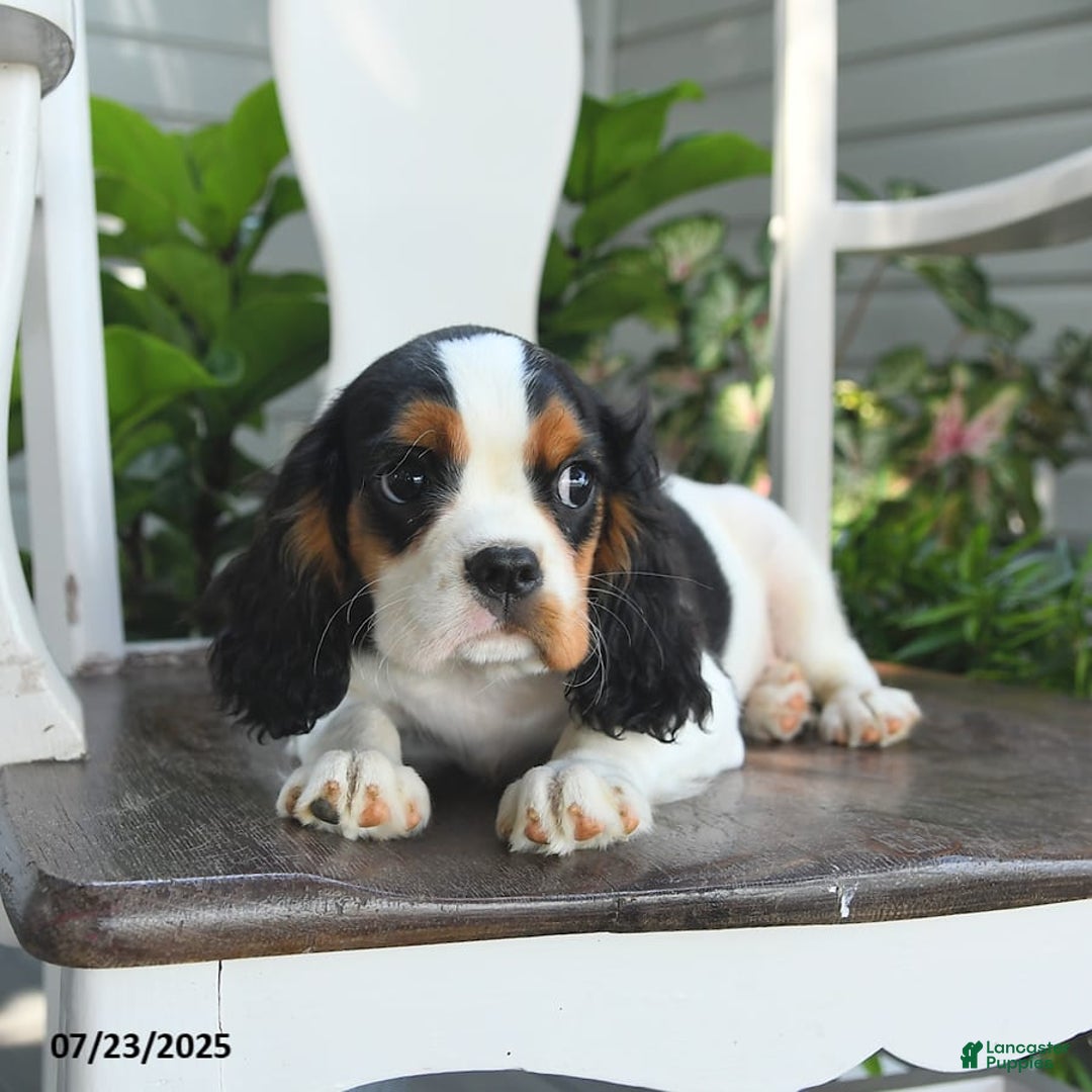 Cavalier King Charles Spaniel dogs for sale: Clapton - Image 2