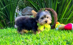 Yorkshire Terrier dogs for sale: Jeff - Image 1