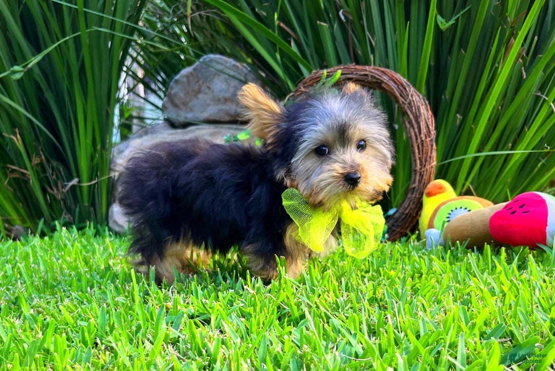 Yorkshire Terrier dogs for sale: Jeff - Image 1