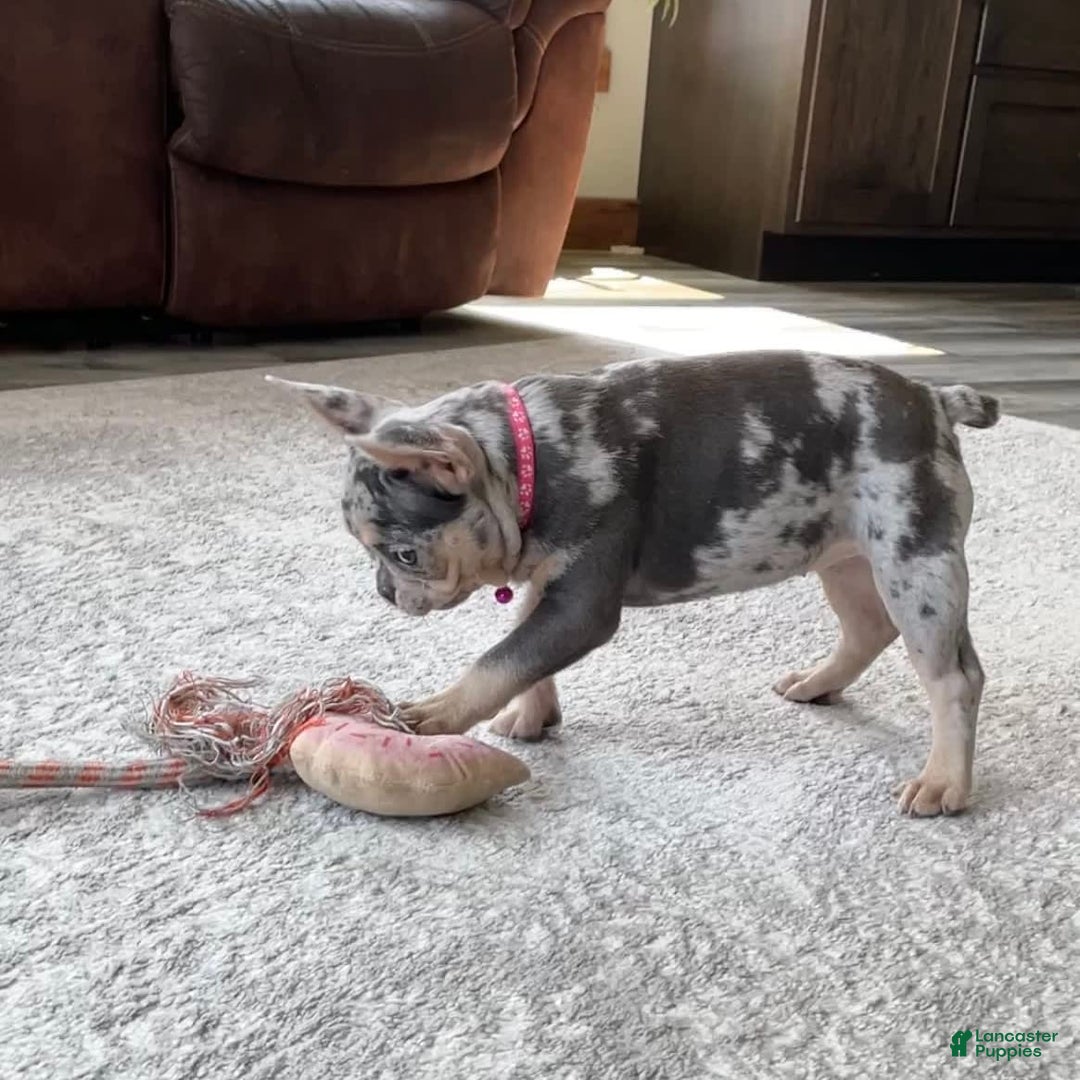 French Bulldog dogs for sale: Nila - Image 25