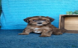 Havanese dogs for sale: Brooke - Image 6
