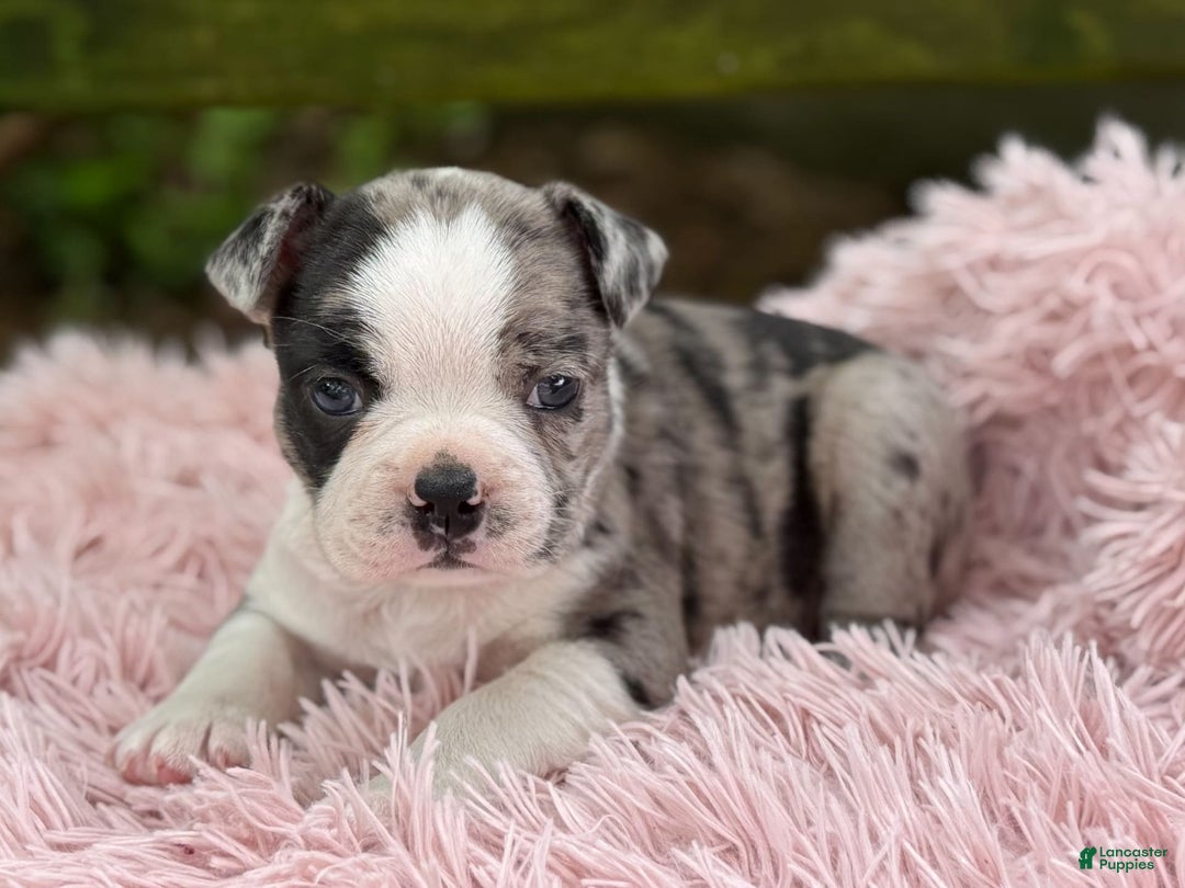Frenchton dogs for sale: Jaida - Image 2