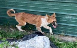 Border Collie dogs for sale: Bonnie - Image 3