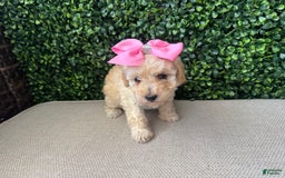 Toy Poodle dogs for sale: Vainilla - Image 4