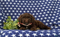 Cockapoo dogs for sale: Maverick - Image 5