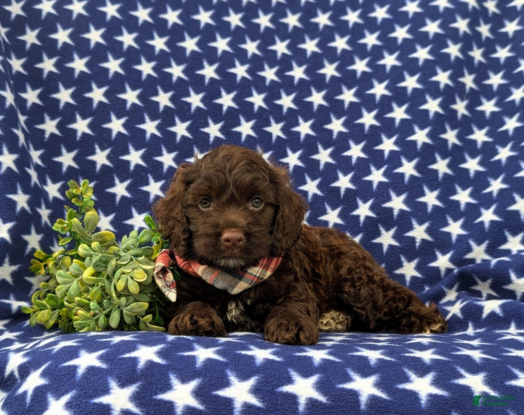 Cockapoo dogs for sale: Maverick - Image 5