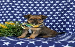 Shorkie dogs for sale: Cruz 9 Lbs Full Grown - Image 1