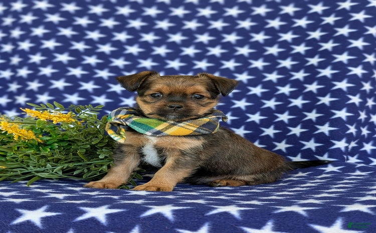 Shorkie dogs for sale - Ad 2