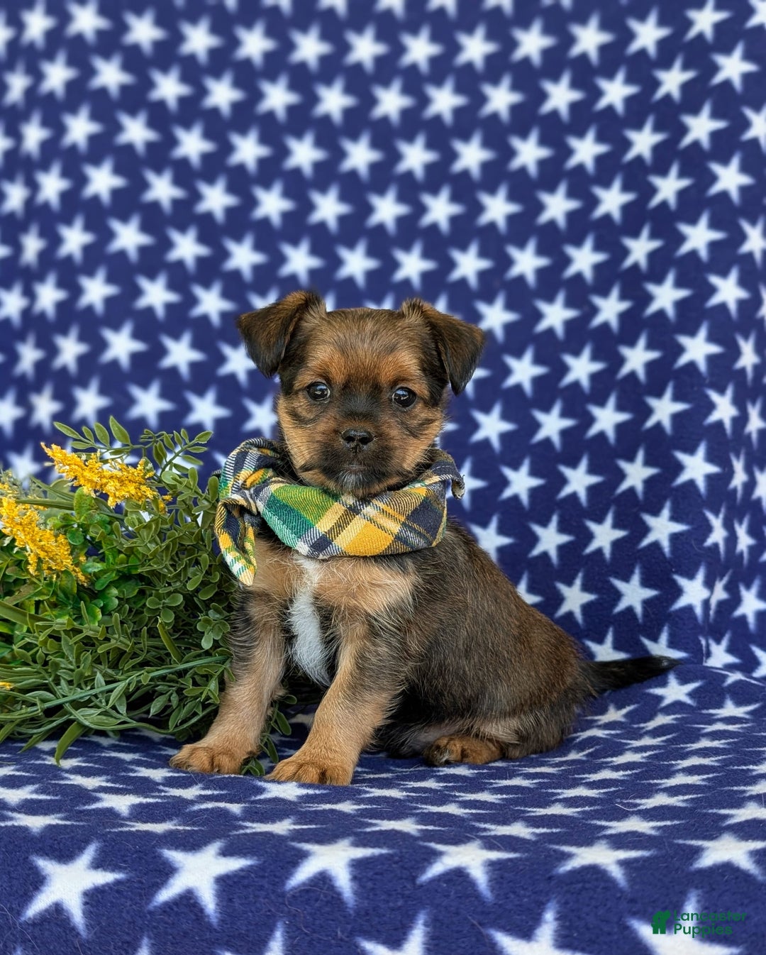 Shorkie dogs for sale: Cruz 9 Lbs Full Grown - Image 1