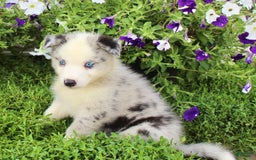 Australian Shepherd dogs for sale: Australian Shepherd 8 puppies - Image 13