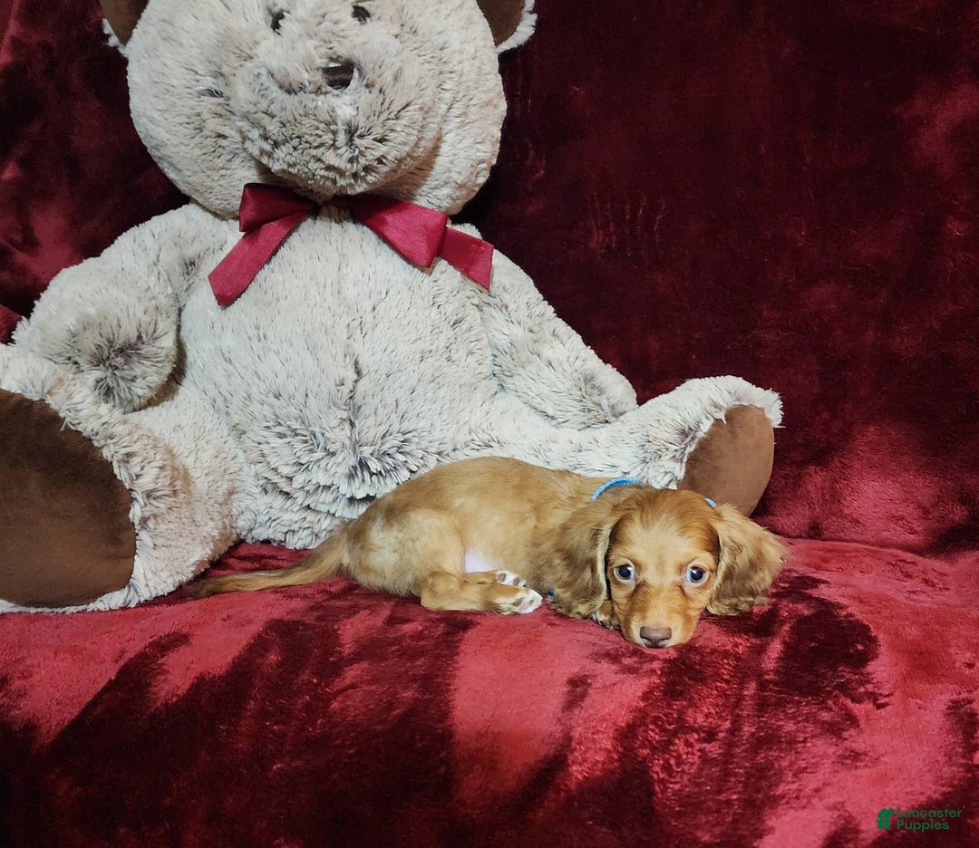 Miniature Dachshund dogs for sale: Tango - Image 9