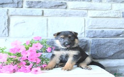 German Shepherd dogs for sale: Jet - Image 1