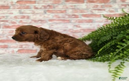 Cavapoo dogs for sale: Bryce - Image 3