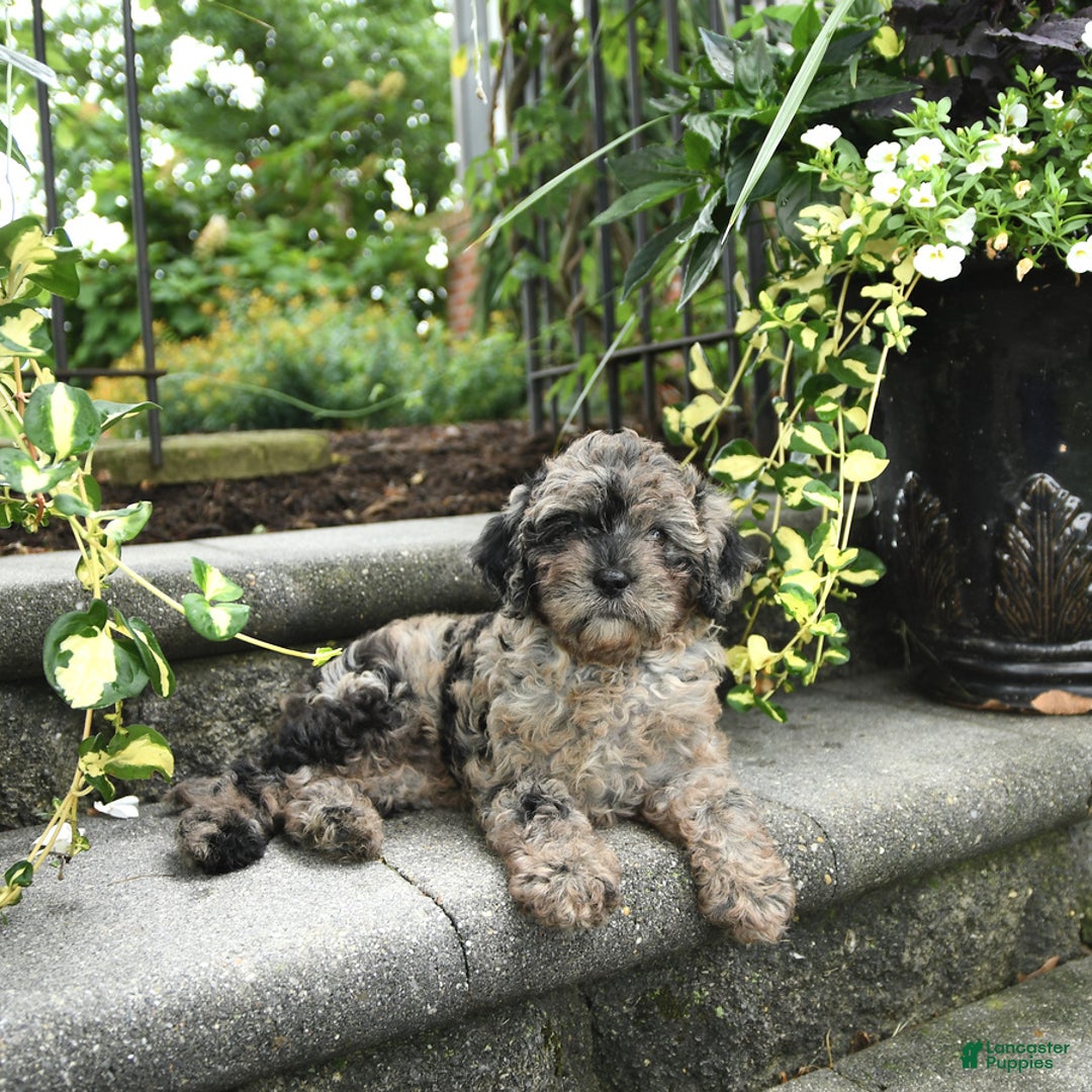 Cavapoo dogs for sale: Remi - Image 1