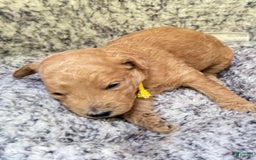 Goldendoodle dogs for sale: Gia Purple Collar Gd - Image 4