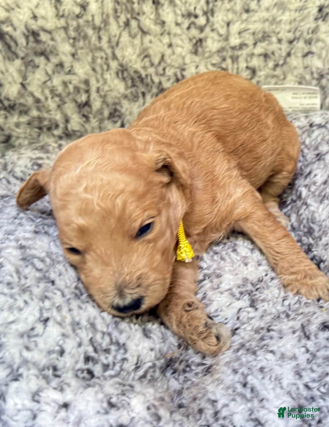 Goldendoodle dogs for sale: Gia Purple Collar Gd - Image 4