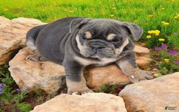 English Bulldog dogs for sale: Blue - Image 3