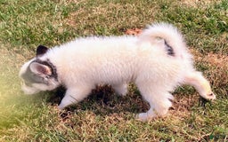 Pomsky dogs for sale: Sweet Girlie - Image 12