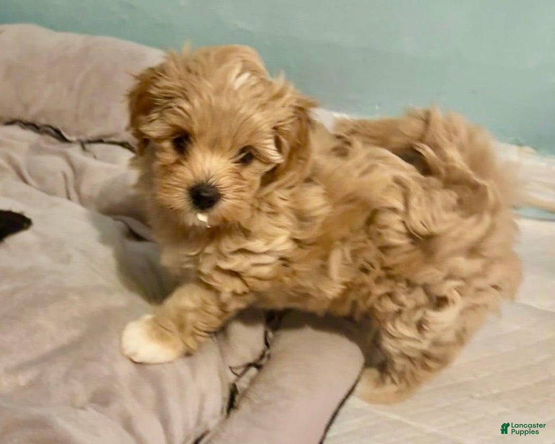 Maltipoo dogs for sale: Carl - Image 3