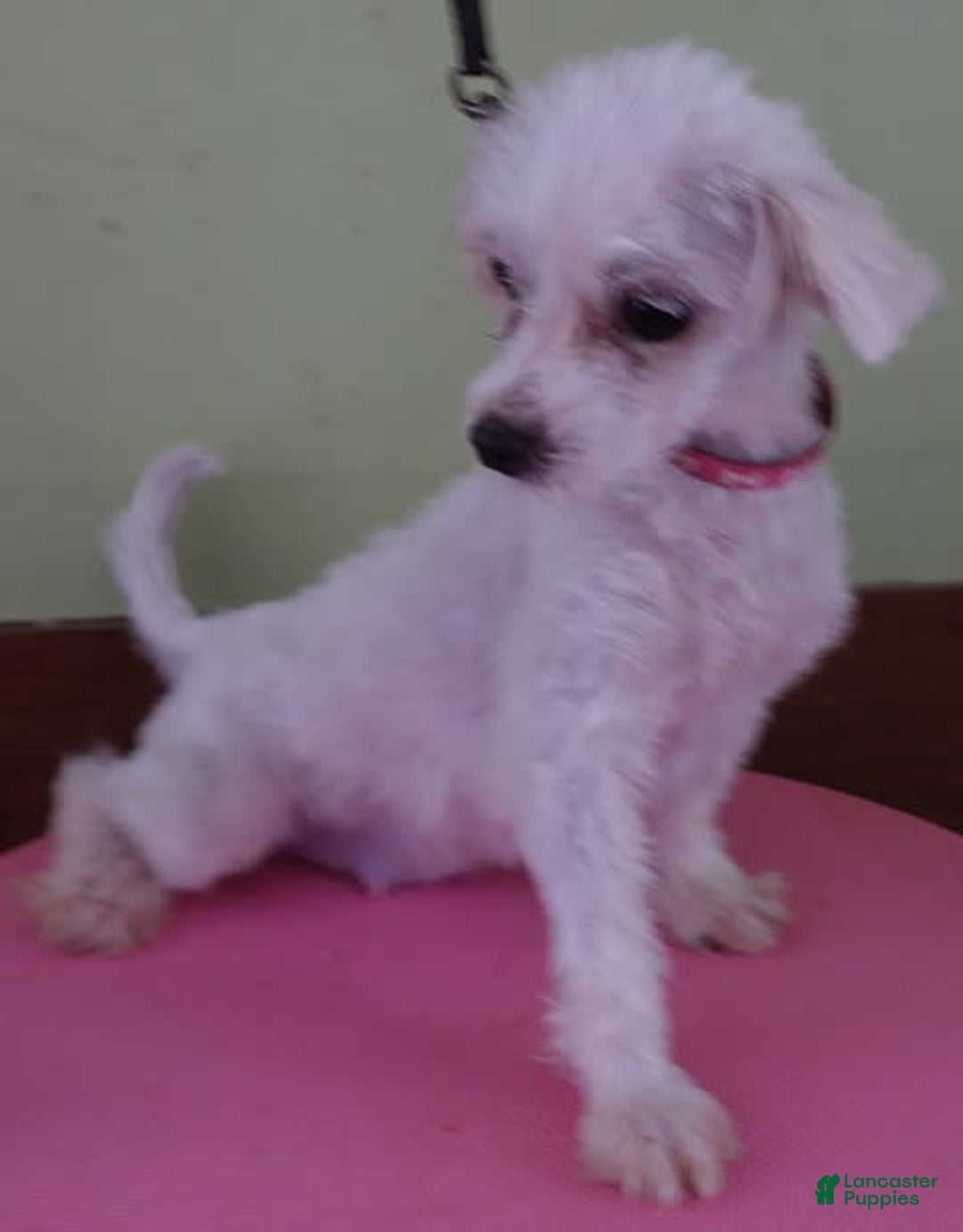 Maltipoo dogs for sale: Amara - Image 25