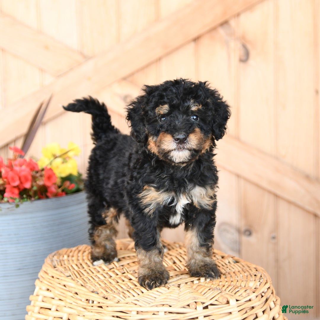 Mini Bernedoodle dogs for sale: Stella - Image 3