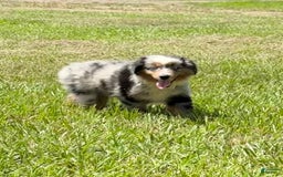 Miniature Australian Shepherd dogs for sale: F-purple - Image 5