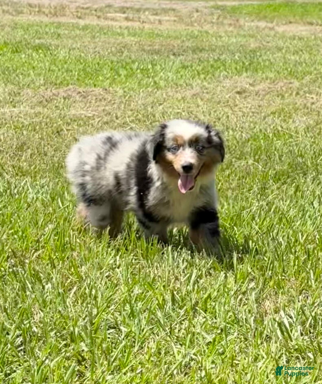 Miniature Australian Shepherd dogs for sale: F-purple - Image 5