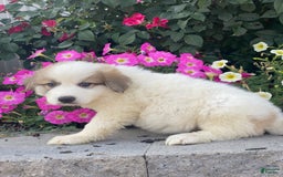 Great Pyrenees dogs for sale: Ginger - Image 3