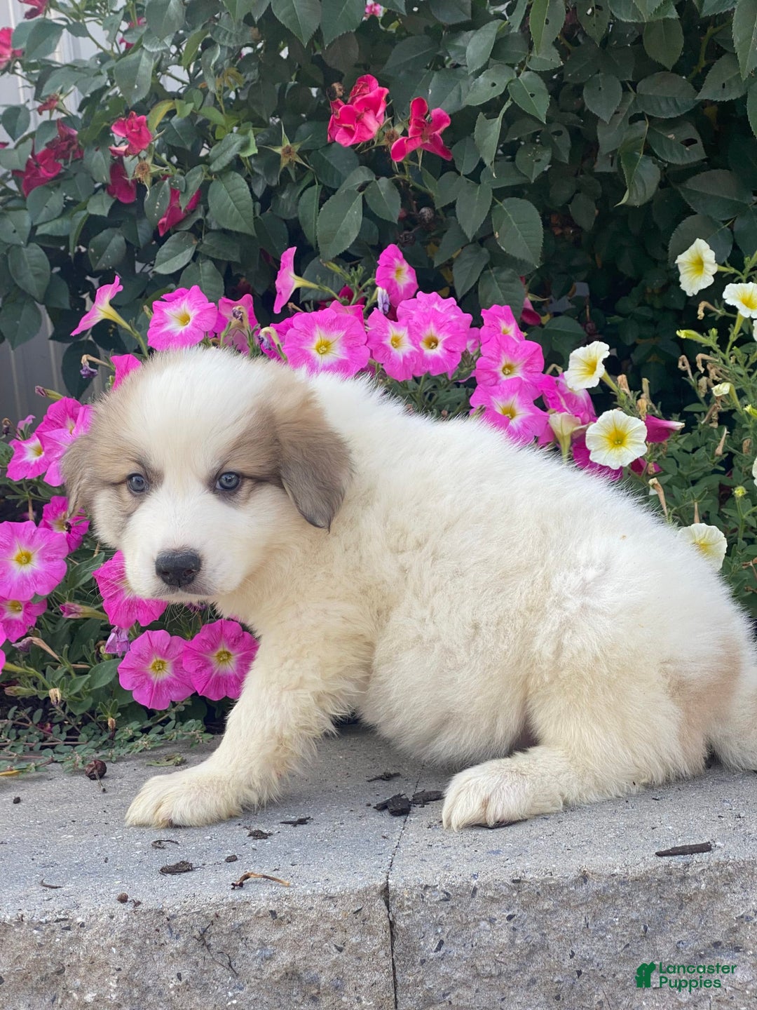 Great Pyrenees dogs for sale: Ginger - Image 3