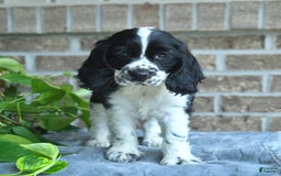 Cocker Spaniel dogs for sale: Jeff - Image 3