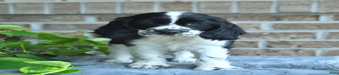 Jeff