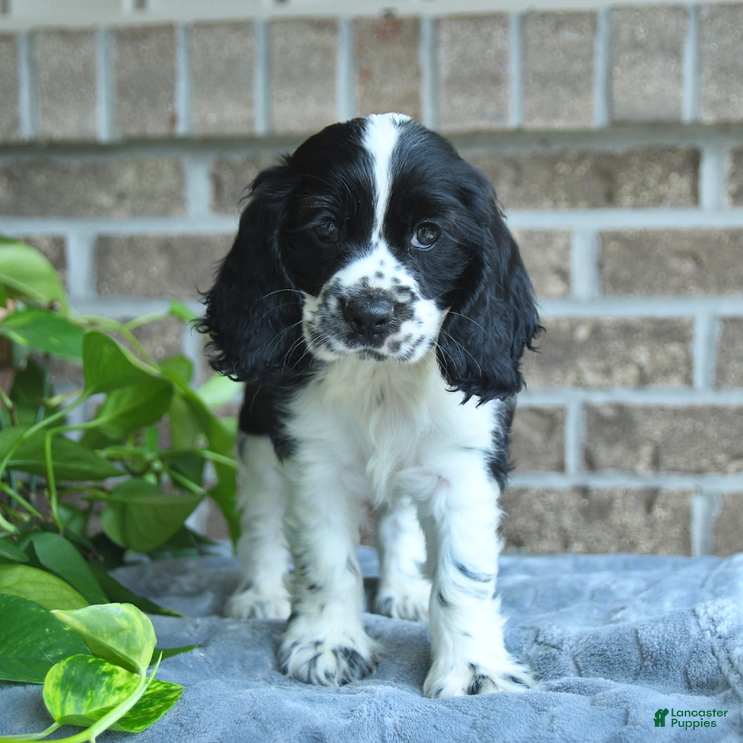 Cocker Spaniel dogs for sale: Jeff - Image 3