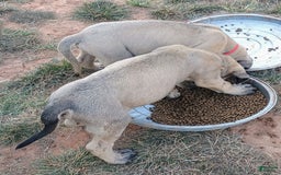 English Mastiff dogs for sale: Khaki Boy🤎 - Image 6