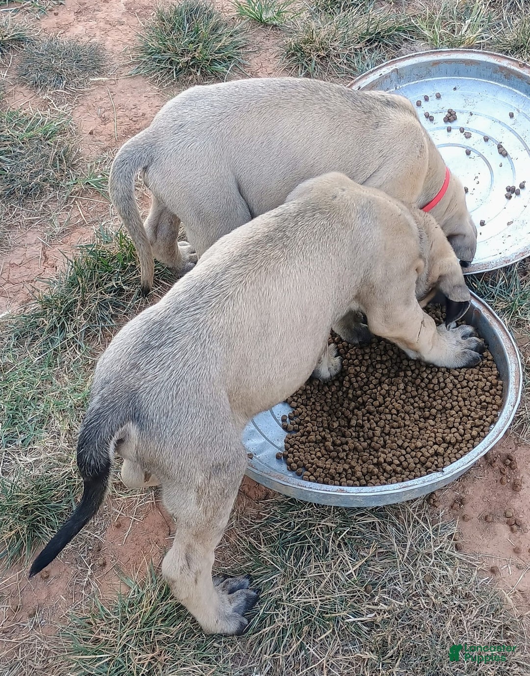 English Mastiff dogs for sale: Khaki Boy🤎 - Image 6