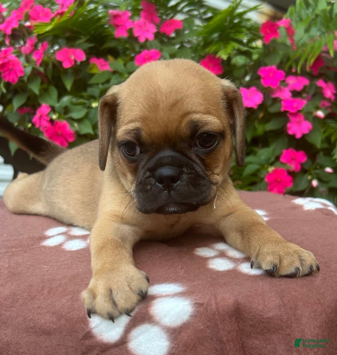 Puggle dogs for sale: Ernie - Image 5