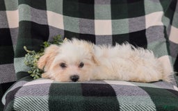 Maltese dogs for sale: Gus - Image 10