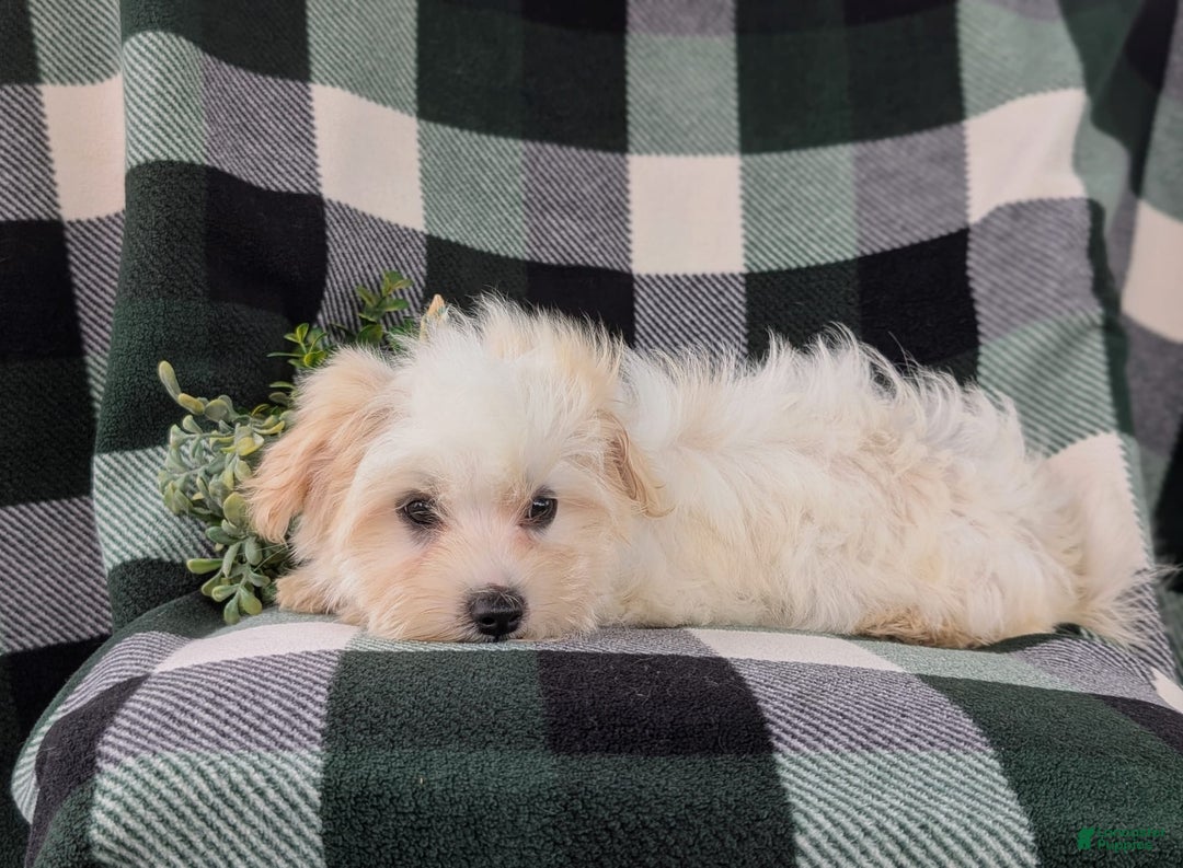 Maltese dogs for sale: Gus - Image 10