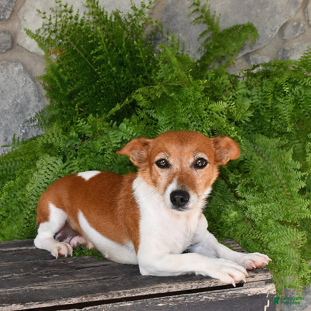 Jack Russell Terrier dogs for sale: Tucker - Image 4