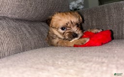 Morkie dogs for sale: Clover - Image 6